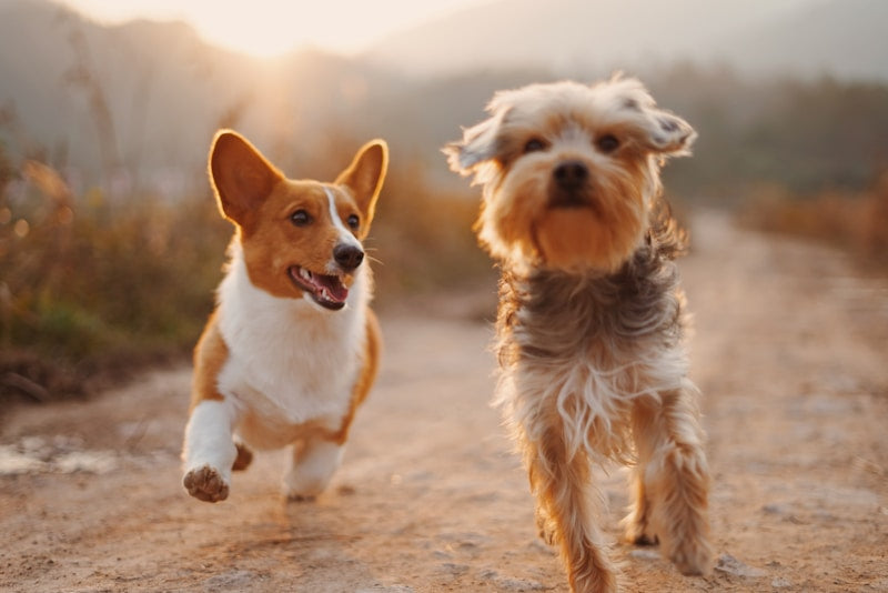 Bounce Royale taille L — balle chien Pupuella Image