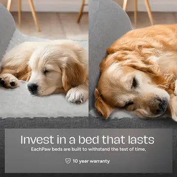 Deux chiens couchés dans un lit orthopédique à mémoire de forme
