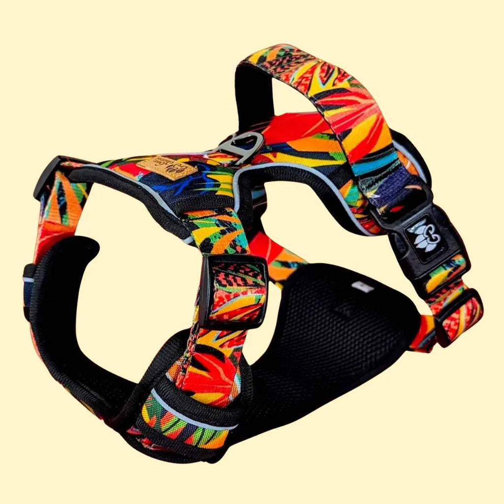 Harnais en Y pour chien à motifs tropicaux orange, porté par un chien en promenade