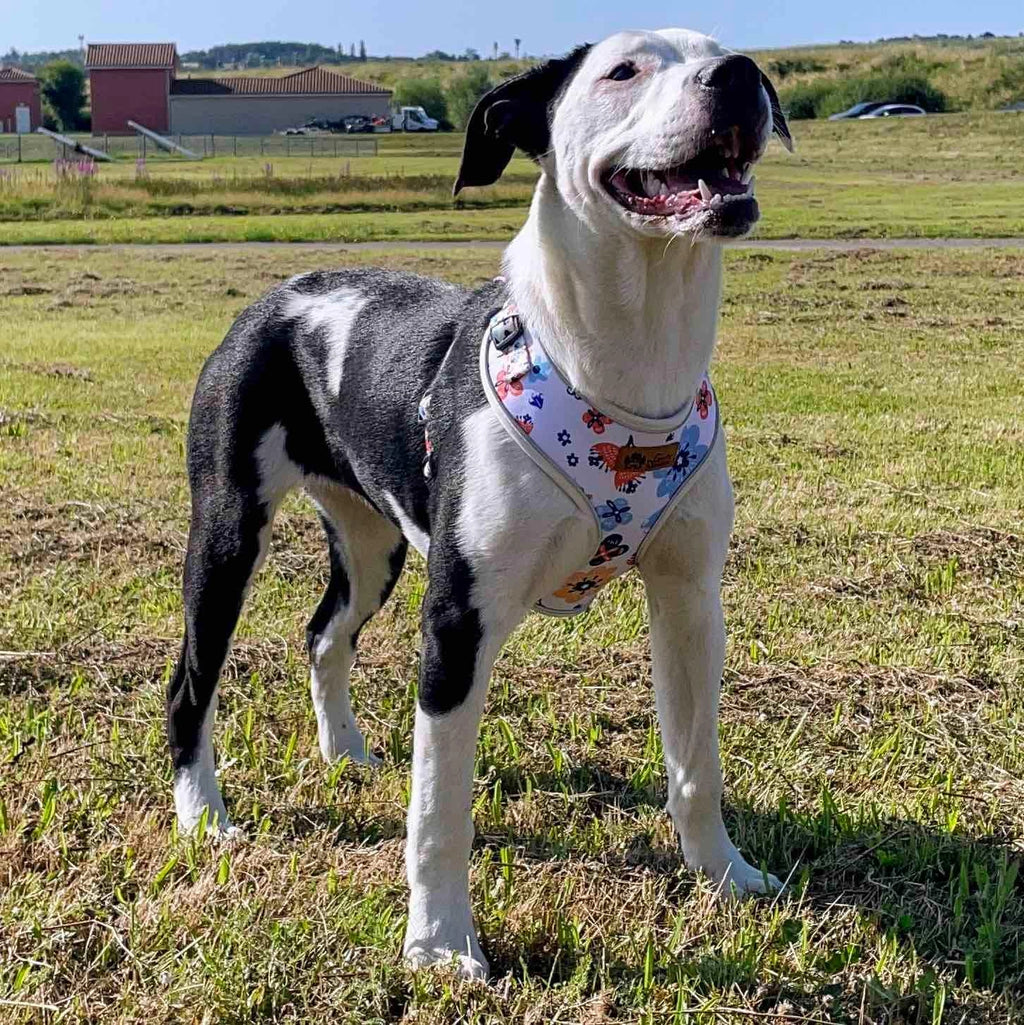 Chien en promenade avec le harnais en Y fleuri réglable
