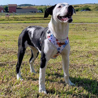 Chien en promenade avec le harnais en Y fleuri réglable