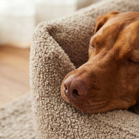 Panier orthopédique chien avec rebords rembourrés faisant appui-tête