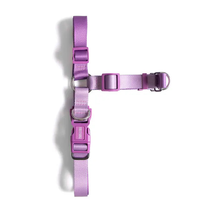 Harnais anti-traction pour chien violet, porté en promenade