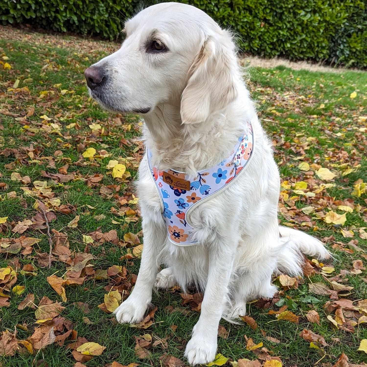 Chien portant le harnais en Y à motifs fleuris