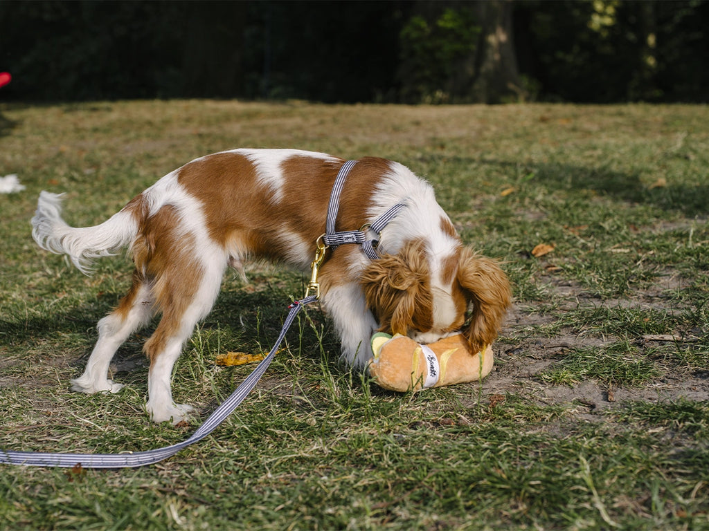 Chien jouant avec la peluche baguette French Bandit